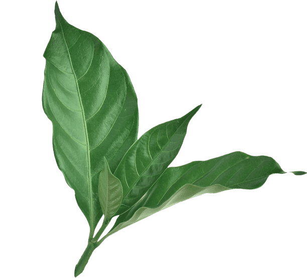 caffee leafs