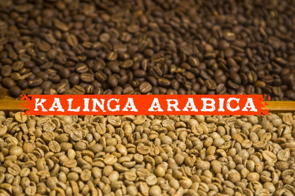 kalinga arabica