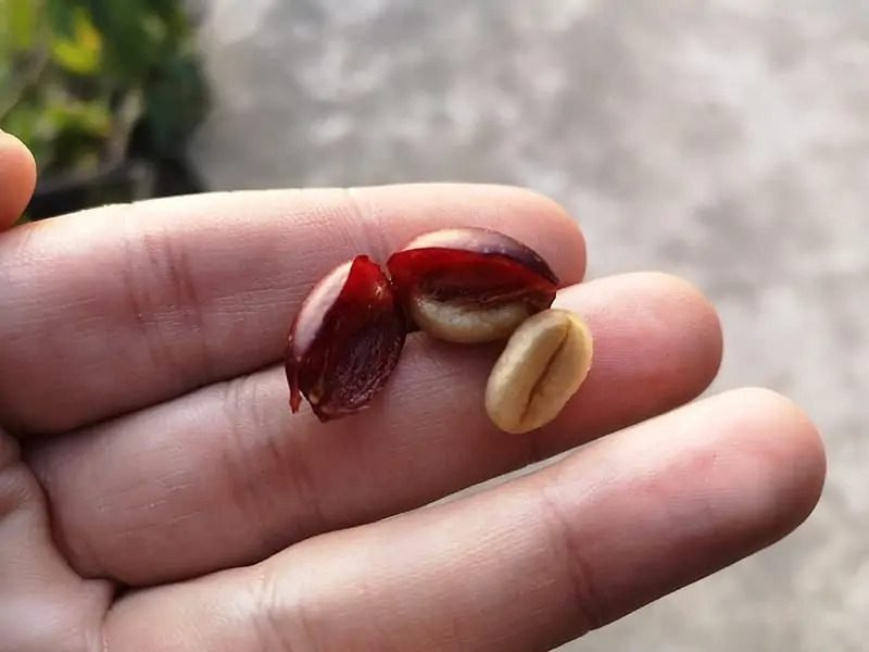 The inside of a coffee cherry