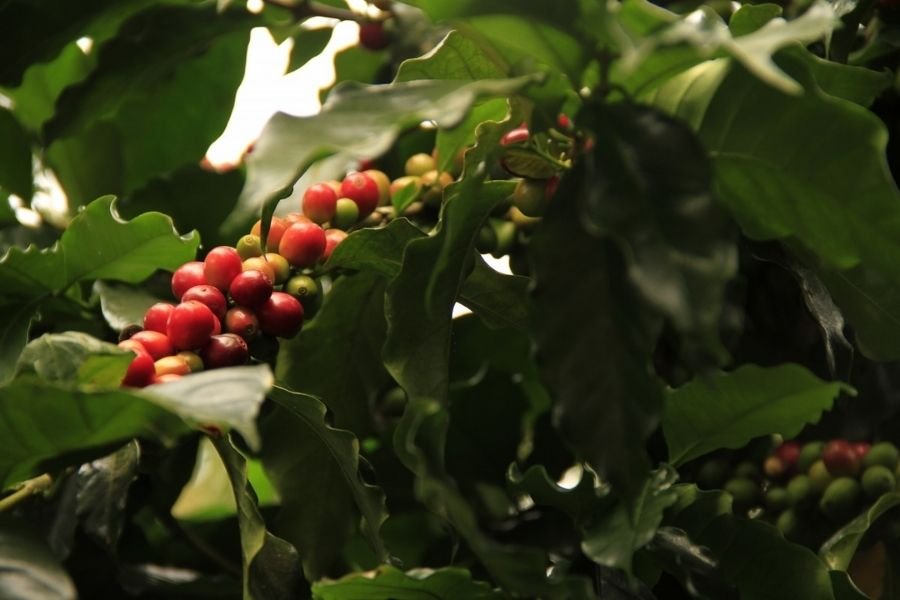 coffee fruit facts