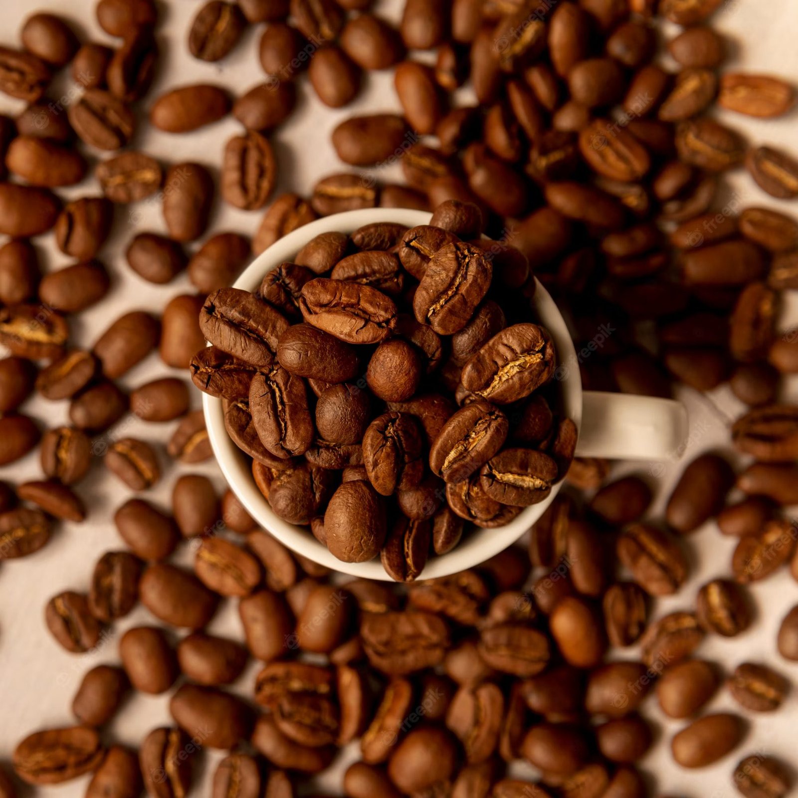 robusta coffee beans